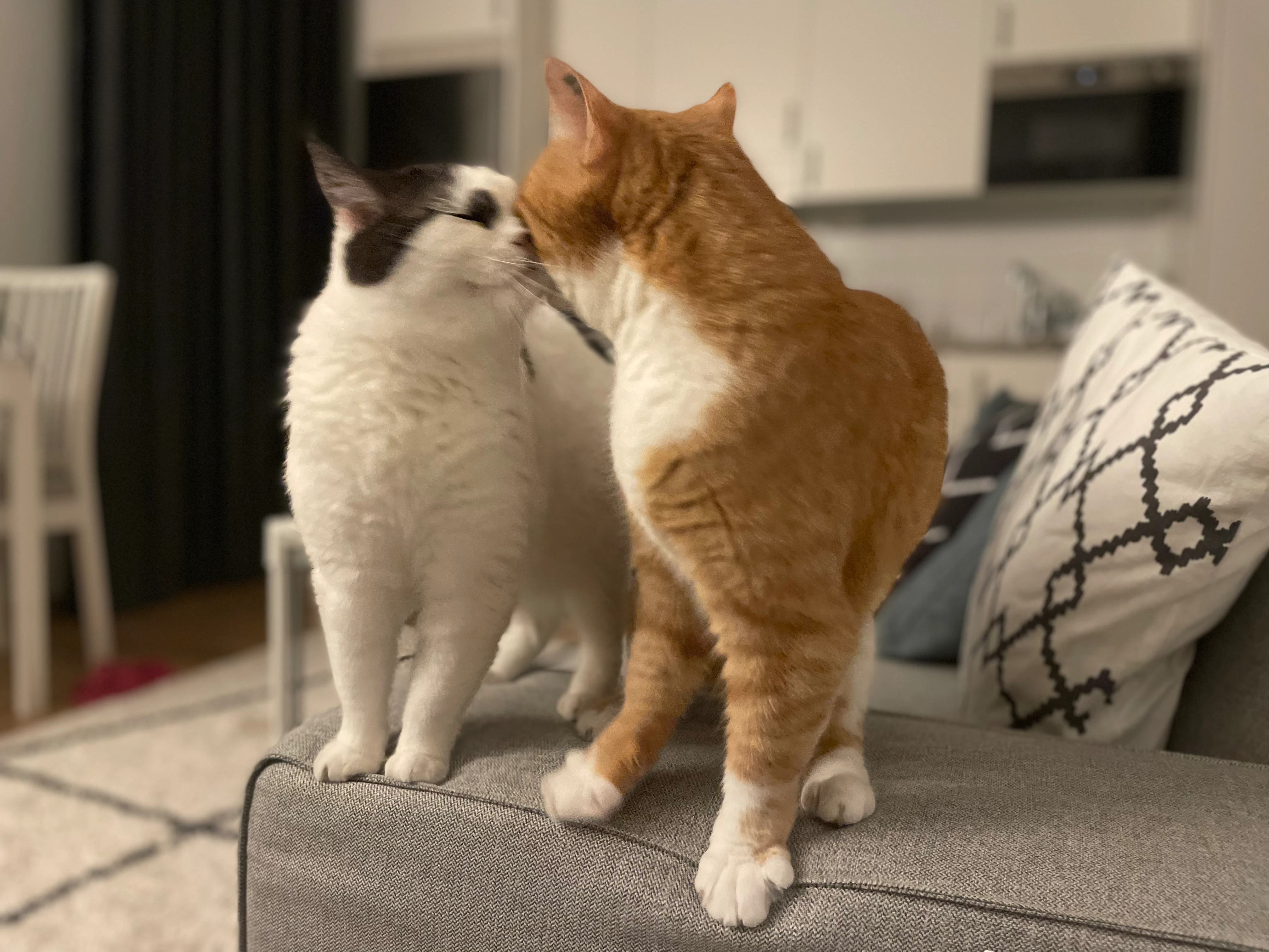 Batoul's two cats